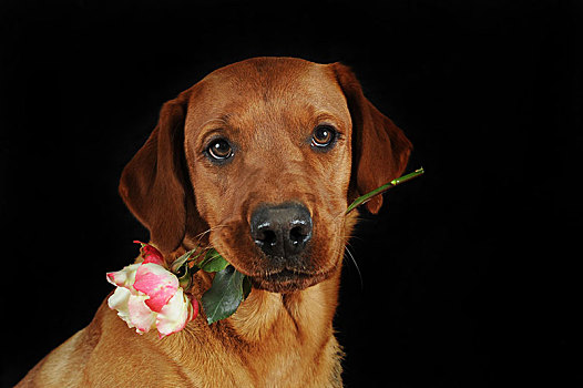 拉布拉多犬,黄色,雄性,粉红玫瑰,嘴,动物,奥地利,欧洲
