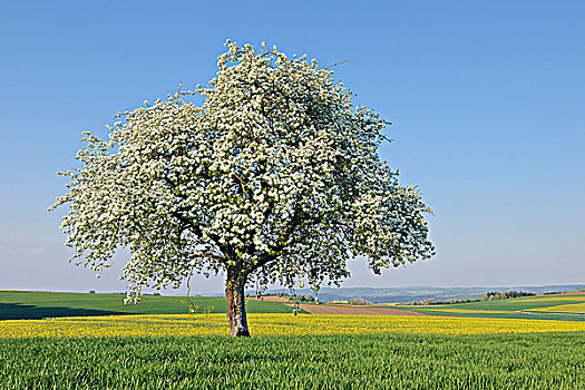 梨树,开花,地区,萨尔州,德国
