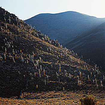 高原,玻利维亚