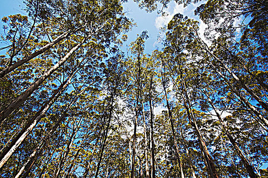 树,格洛斯特,国家公园,西澳大利亚,澳大利亚