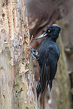黑啄木鸟,觅食,腐烂,树,提洛尔,奥地利,欧洲