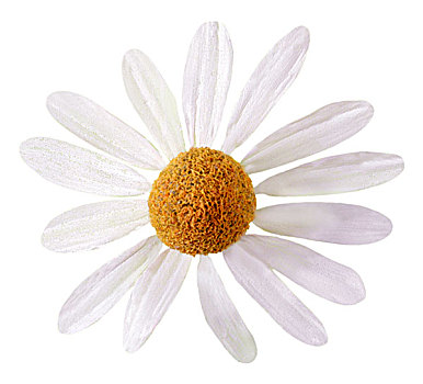 一个,黄春菊,白色背景
