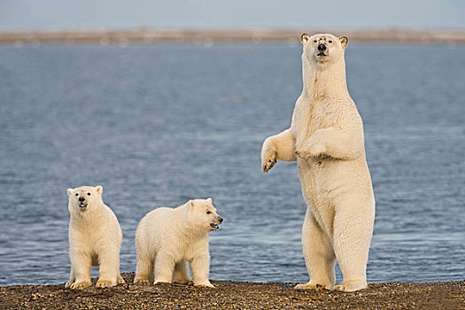 一对,年轻,北极熊,幼兽,看,海滩,站立,危险,海岸,阿拉斯加