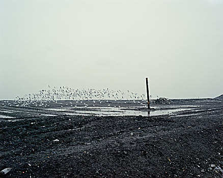 海鸥,凄凉,风景,垃圾掩埋场,东京,日本,十二月,2008年