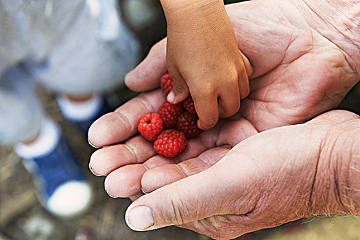 爷爷,分享,树莓,孙子