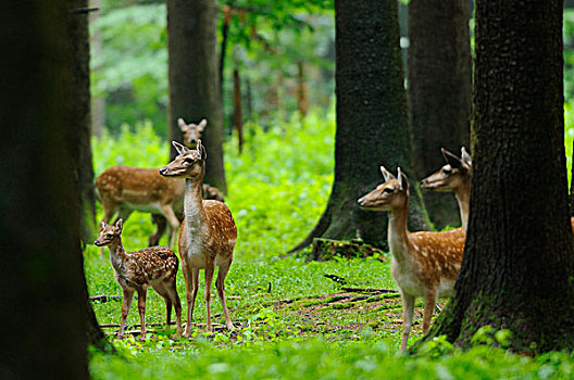 牧群,扁角鹿,黇鹿,幼兽,小腿,树林,巴伐利亚,德国