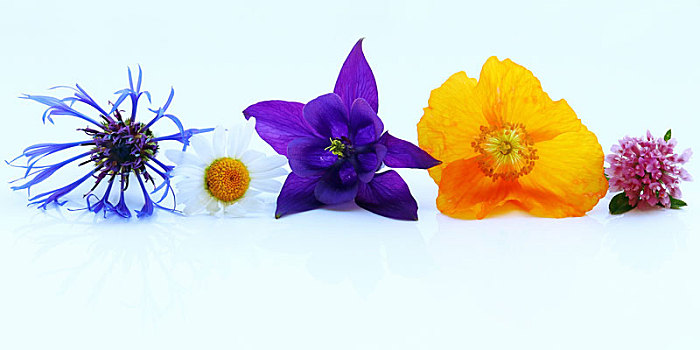 紫色,黄色,红色,春花,白色背景,矢车菊,耧斗菜,三叶草,罂粟,雏菊