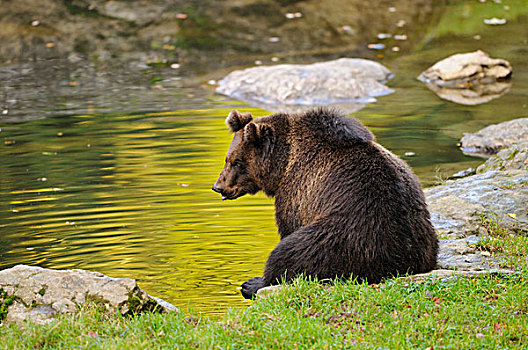 欧洲棕熊,熊棕熊棕熊,坐,水之边缘,巴伐利亚森林国家公园,巴伐利亚,德国
