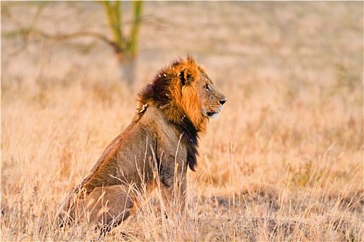 雄性,狮子,安伯塞利国家公园