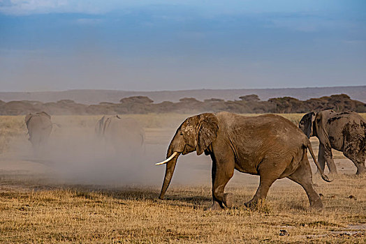 非洲大象121