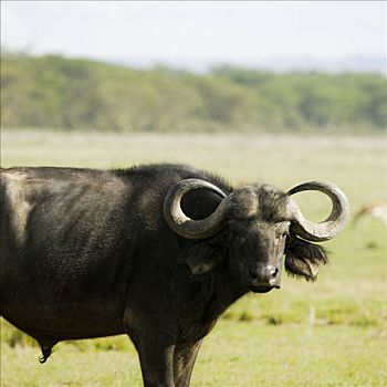 水牛,非洲
