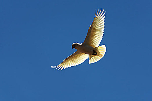 飞,小,风头鹦鹉,西澳大利亚州,澳大利亚