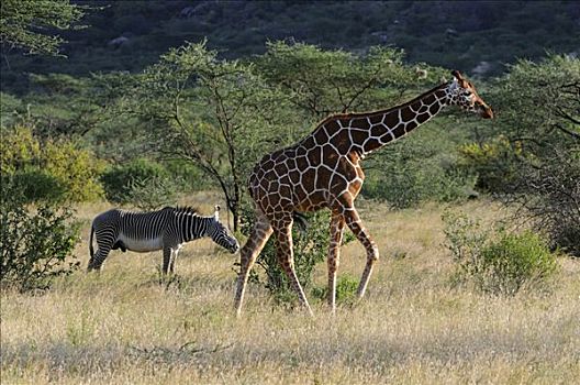 长颈鹿,网纹长颈鹿,细纹斑马,皇家,斑马,萨布鲁国家公园,肯尼亚,东非,非洲