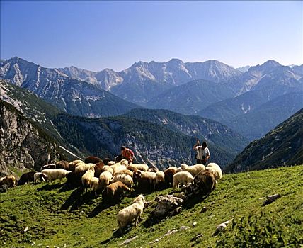 牧群,绵羊,阿尔卑斯草甸,顶峰,左边,中间,右边,上巴伐利亚,巴伐利亚,德国,欧洲