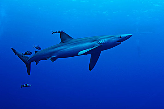 蓝鲨,锯峰齿鲛,小,鱼,水下