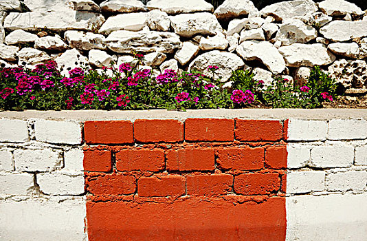 土耳其,墙壁,植物,花