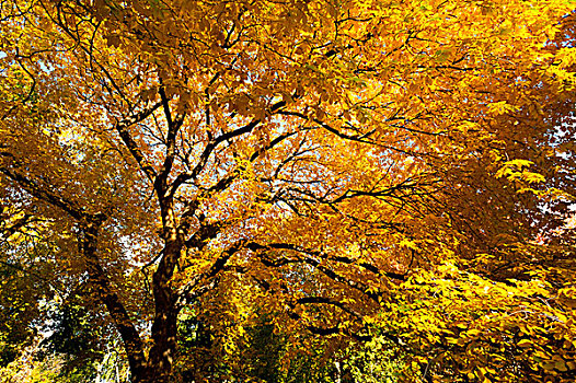 美国纽约中央公园,小路,道路,秋天,黄叶,红叶