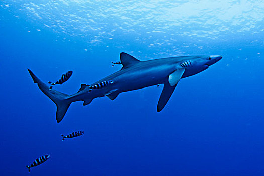 蓝鲨,锯峰齿鲛,小,鱼,水下