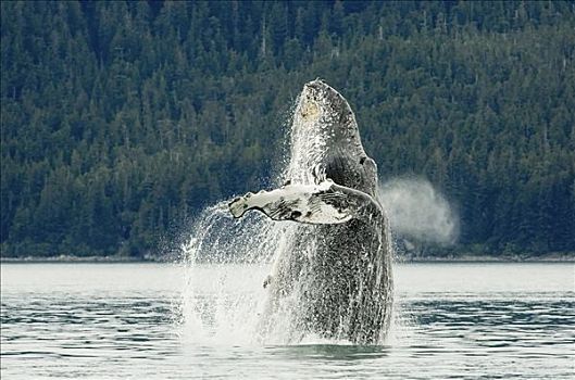 驼背鲸,靠近,冰河湾国家公园,东南阿拉斯加