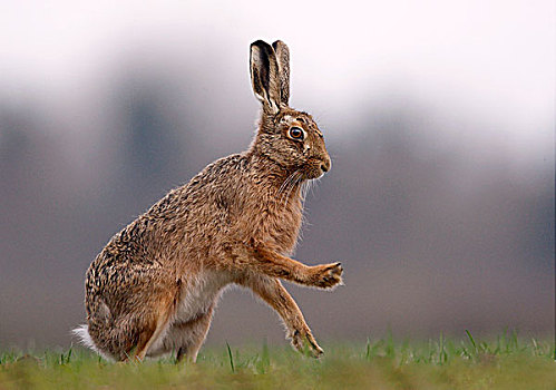 欧洲,野兔,成年,轻弹,正面,腿,德贝郡,英格兰,英国