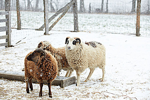 绵羊,雪中