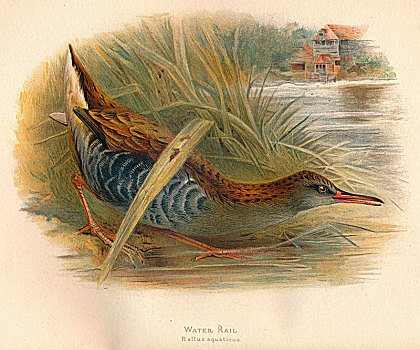 水,轨道,普通秧鸡,19世纪,艺术家