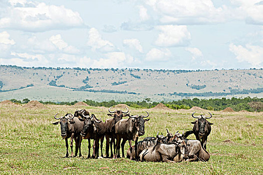 角马,非洲