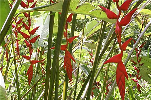 夏威夷,瓦胡岛,北岸,许多,悬挂,红色,海里康属植物,花,绿叶