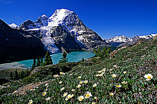 野花,山,冰山,湖,罗布森山省立公园,不列颠哥伦比亚省,加拿大