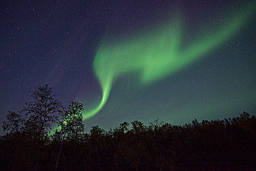 北极光,上方,树,拉普兰,瑞典,欧洲