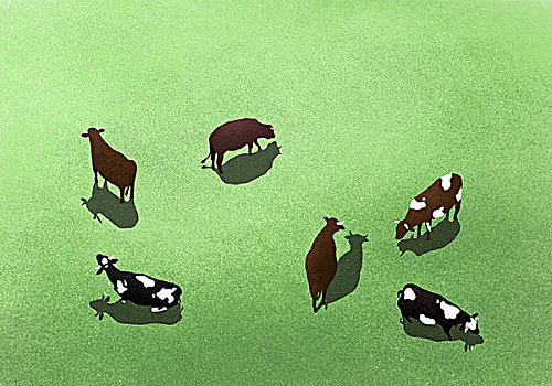 俯拍,母牛,草场