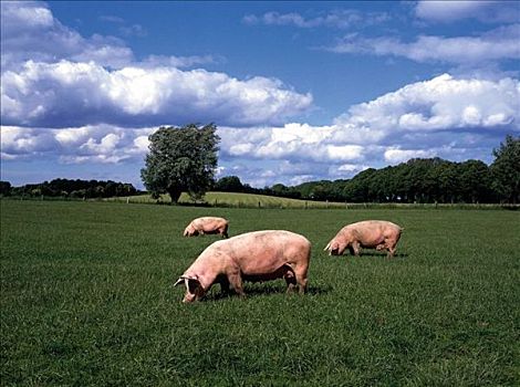 猪,母猪,牛,哺乳动物,宠物,草地,草场,农业,动物