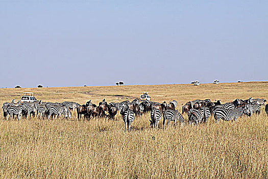 肯尼亚非洲大草原斑马群