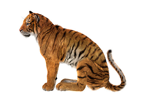大型猫科动物,虎,白色背景