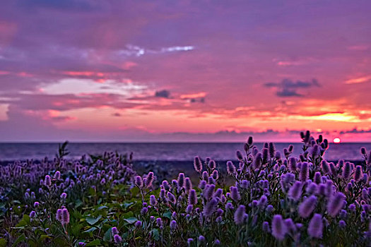 紫花,风景,上方,海洋,夕阳
