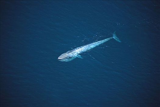 蓝鲸,成年,喂食,靠近,表面,加利福尼亚湾,墨西哥