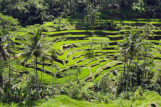 稻米梯田,椰树,巴厘岛,印度尼西亚,亚洲