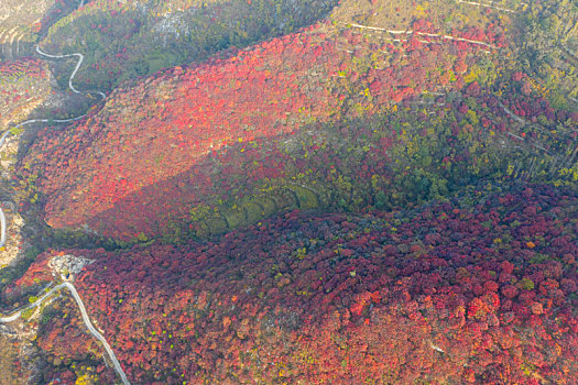 航拍济南章丘赵家岭村红叶漫山