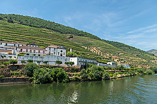 葡萄牙,葡萄酒厂,河,大幅,尺寸