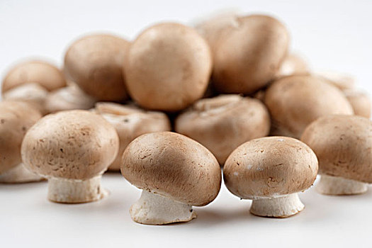褐蘑菇