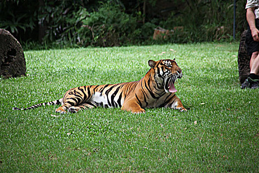 布里斯本梦幻世界主题公园内的苏门答腊老虎