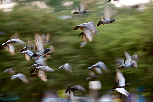 鸽子,公园,曼谷,泰国,一月,2007年