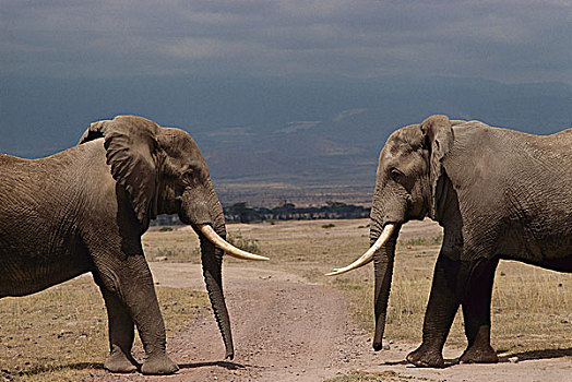 非洲象,雄性动物,问候,仪式,安伯塞利国家公园,肯尼亚