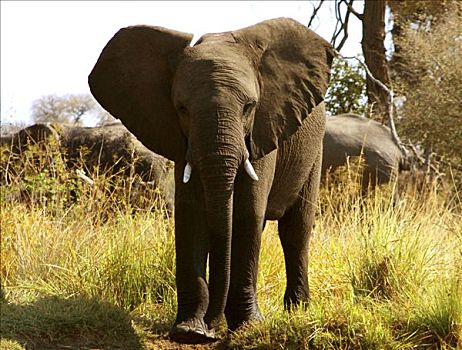 非洲象,树林,国家公园,纳米比亚