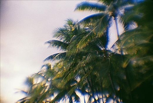 模糊,棕榈树,叶子,阴天