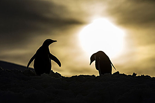 南极,剪影,巴布亚企鹅,站立,雪,斜坡,靠近,岛屿,日落