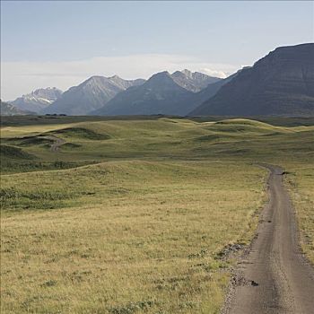 道路,水牛,围场,山峦,瓦特顿湖国家公园,加拿大,艾伯塔省