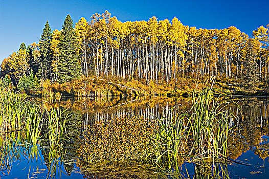 水塘,国家公园,萨斯喀彻温,加拿大
