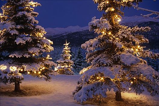云杉,白色,圣诞灯光,冬天,景色