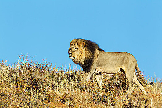狮子,雄性,漫游,沙丘,卡拉哈里沙漠,卡拉哈迪大羚羊国家公园,南非,非洲